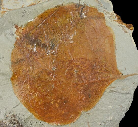 Fossil Leaf (Zizyphoides) - Montana #120810